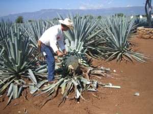 Tequila Farm